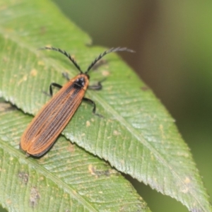 Porrostoma sp. (genus) at Acton, ACT - 9 Dec 2019 02:00 PM