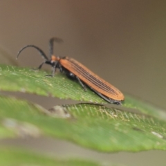 Porrostoma sp. (genus) at Acton, ACT - 9 Dec 2019 02:00 PM