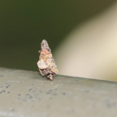 Psychidae (family) IMMATURE (Unidentified case moth or bagworm) at ANBG - 9 Dec 2019 by AlisonMilton