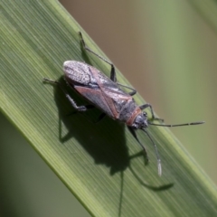 Lygaeidae (family) (Seed bug) at Acton, ACT - 2 Dec 2019 by AlisonMilton
