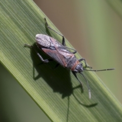 Lygaeidae (family) (Seed bug) at Acton, ACT - 3 Dec 2019 by AlisonMilton