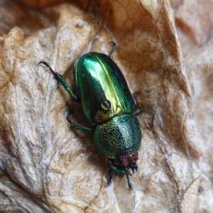 Lamprima aurata at Hughes, ACT - 29 Dec 2019