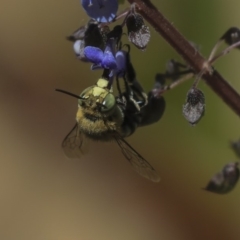 Amegilla sp. (genus) at Acton, ACT - 4 Dec 2019