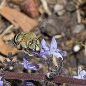 Amegilla sp. (genus) at Acton, ACT - 4 Dec 2019