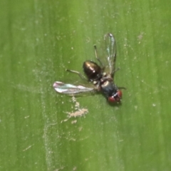 Rivellia connata (A signal fly) at Acton, ACT - 9 Dec 2019 by AlisonMilton