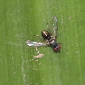 Rivellia connata at Acton, ACT - 9 Dec 2019 01:57 PM