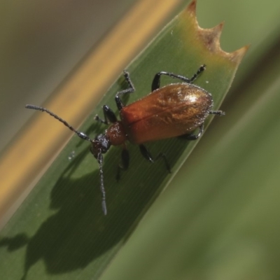Ecnolagria grandis (Honeybrown beetle) at Acton, ACT - 2 Dec 2019 by AlisonMilton