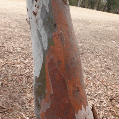 Eucalyptus mannifera (Brittle Gum) at Garran, ACT - 29 Dec 2019 by JackyF