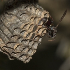 Ropalidia plebeiana (Small brown paper wasp) at Acton, ACT - 3 Dec 2019 by AlisonMilton