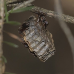 Ropalidia plebeiana at Acton, ACT - 3 Dec 2019