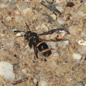 Eumeninae (subfamily) at Hackett, ACT - 3 Dec 2019