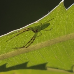 Cetratus rubropunctatus (Long green crab spider) at Acton, ACT - 2 Dec 2019 by AlisonMilton