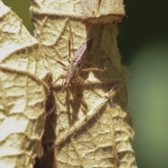 Nabis sp. (genus) (Damsel bug) at Acton, ACT - 3 Dec 2019 by AlisonMilton