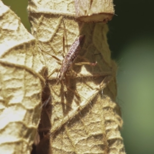 Nabis sp. (genus) at Acton, ACT - 3 Dec 2019 10:58 AM