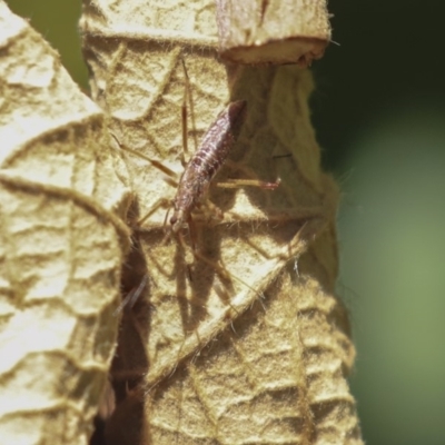 Nabis sp. (genus) (Damsel bug) at Acton, ACT - 2 Dec 2019 by AlisonMilton