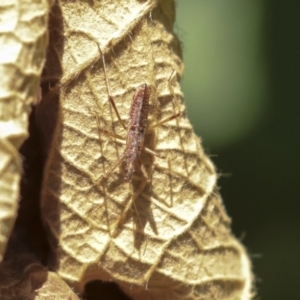 Nabis sp. (genus) at Acton, ACT - 3 Dec 2019 10:58 AM