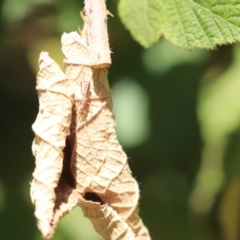 Nabis sp. (genus) at Acton, ACT - 3 Dec 2019 10:58 AM