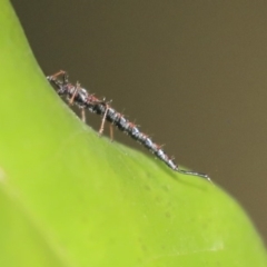 Idolothrips spectrum (Giant thrips) at ANBG - 9 Dec 2019 by AlisonMilton