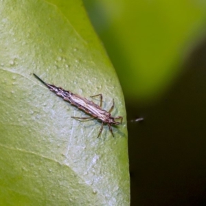 Idolothrips spectrum at Acton, ACT - 9 Dec 2019