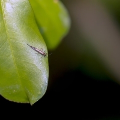 Idolothrips spectrum at Acton, ACT - 9 Dec 2019