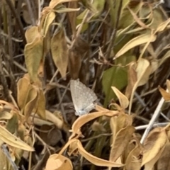 Zizina otis (Common Grass-Blue) at Weston, ACT - 29 Dec 2019 by AliceH