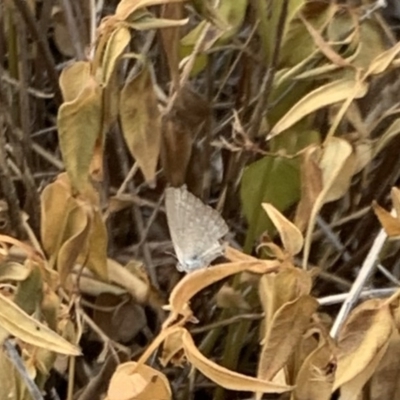 Zizina otis (Common Grass-Blue) at Weston, ACT - 29 Dec 2019 by AliceH