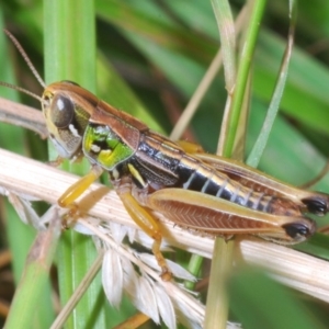 Kosciuscola cognatus at Nimmo, NSW - 29 Dec 2019 11:16 AM