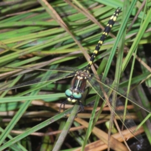 Synthemis eustalacta at Nimmo, NSW - 29 Dec 2019