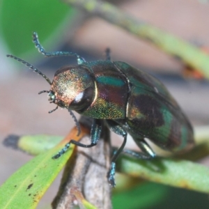 Melobasis sp. (genus) at Nimmo, NSW - 29 Dec 2019