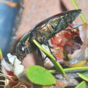 Melobasis sp. (genus) at Nimmo, NSW - 29 Dec 2019