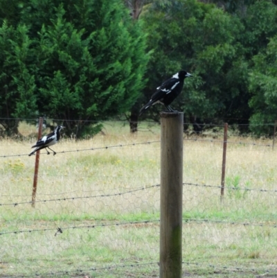 Gymnorhina tibicen (Australian Magpie) at Alpine, NSW - 23 Dec 2016 by JanHartog