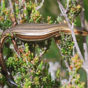 Pseudemoia rawlinsoni at Snowy Plain, NSW - 29 Dec 2019 12:54 PM