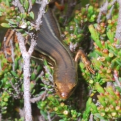 Pseudemoia rawlinsoni at Snowy Plain, NSW - 29 Dec 2019 12:54 PM