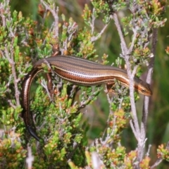 Pseudemoia rawlinsoni at Snowy Plain, NSW - 29 Dec 2019 12:54 PM