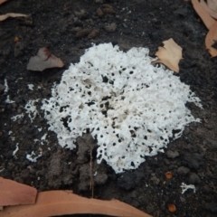 Unidentified Cup or disk - with no 'eggs' at Bawley Point, NSW - 29 Dec 2019 by GLemann