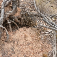 Tachyglossus aculeatus (Short-beaked Echidna) at Mount Majura - 29 Dec 2019 by sbittinger