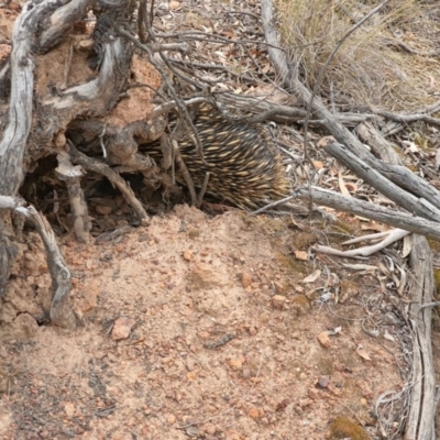 Tachyglossus aculeatus (Short-beaked Echidna) at Hackett, ACT - 29 Dec 2019 by sbittinger
