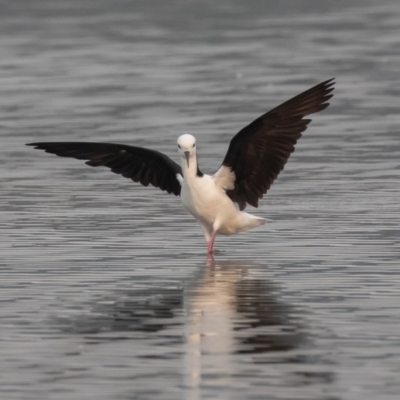 Himantopus leucocephalus (Pied Stilt) at Lake Burley Griffin Central/East - 28 Dec 2019 by rawshorty