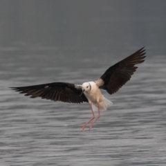 Himantopus leucocephalus at Barton, ACT - 29 Dec 2019 07:45 AM