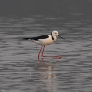 Himantopus leucocephalus at Barton, ACT - 29 Dec 2019 07:45 AM