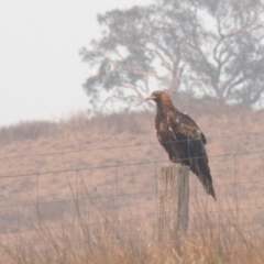 Aquila audax (Wedge-tailed Eagle) at Palmerston, ACT - 29 Dec 2019 by Lomandra
