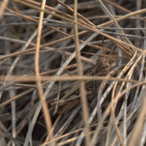 Austroicetes sp. (genus) at Amaroo, ACT - 30 Dec 2019