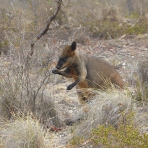 Wallabia bicolor at Yass River, NSW - 24 Dec 2019