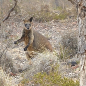 Wallabia bicolor at Yass River, NSW - 24 Dec 2019