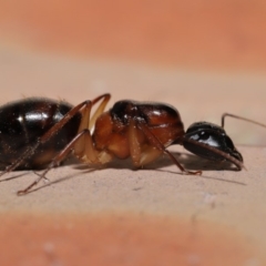 Camponotus nigriceps (Black-headed sugar ant) at Evatt, ACT - 26 Dec 2019 by TimL