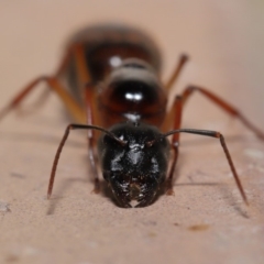 Camponotus sp. (genus) at Evatt, ACT - 26 Dec 2019