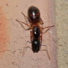 Camponotus nigriceps at Evatt, ACT - 26 Dec 2019 07:43 PM