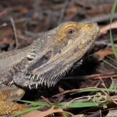 Pogona barbata (Eastern Bearded Dragon) at Acton, ACT - 27 Dec 2019 by TimL