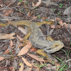 Pogona barbata at Acton, ACT - 27 Dec 2019