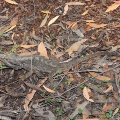 Pogona barbata at Acton, ACT - 27 Dec 2019